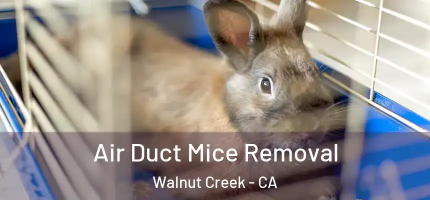 Air Duct Mice Removal Walnut Creek - CA